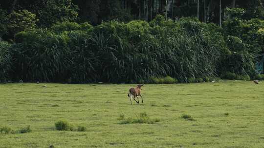 4K拍摄养殖场里奔跑的黄牛