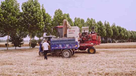 收割机将收获的小麦倒入农用三轮车里