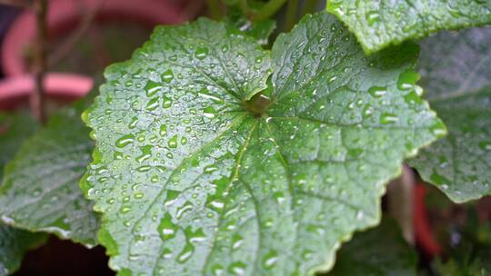 雨滴 雨水特写 水珠