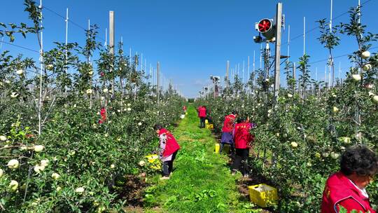 现代化苹果种植基地果园管理