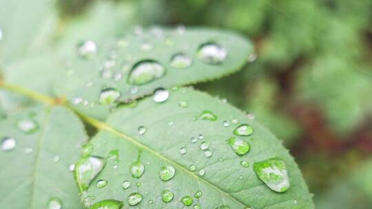 雨天叶子上的露水微距水滴4k超清