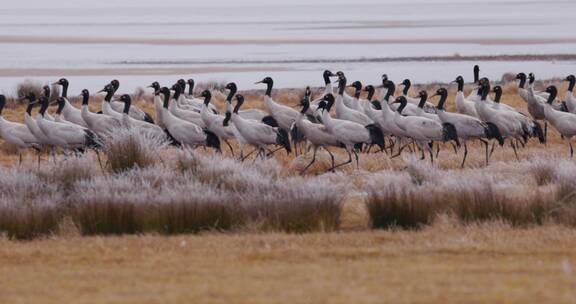 冬季高原湿地枯黄草地上的黑颈鹤