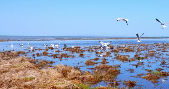 青海湖湿地海鸥