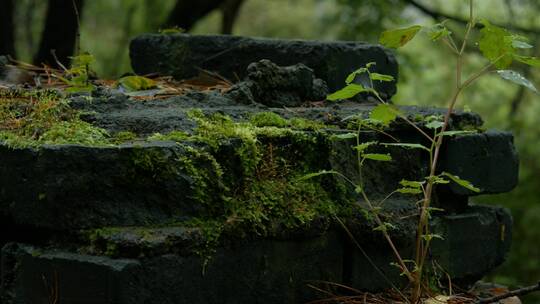 深山雨后潮湿石头上苔藓风吹动绿植