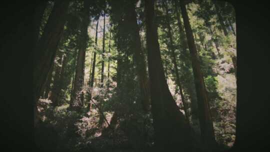 中午8毫米电影风格的森林中的红杉树