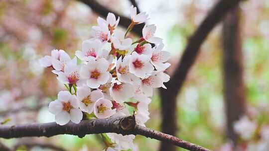 春天盛开的迎春花梅花腊梅