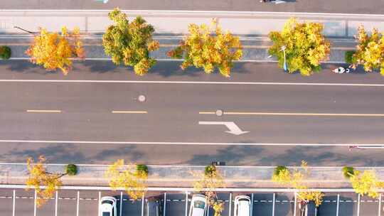 秋天城市道路秋色风景