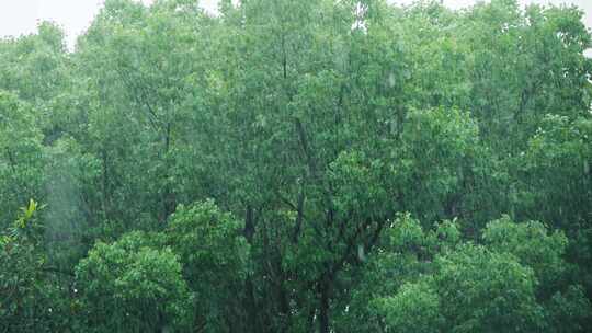 暴风雨  大雨