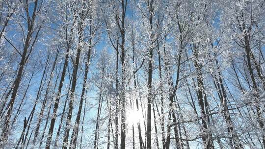 杨树林树枝树挂冬日阳光雾凇雪霁视频素材模板下载