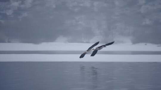冬季湖面上野生的大雁和野鸭子在飞翔觅食