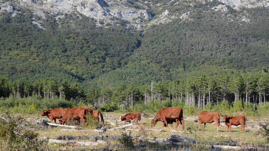 牛在山里吃草。一群牛在牧场
