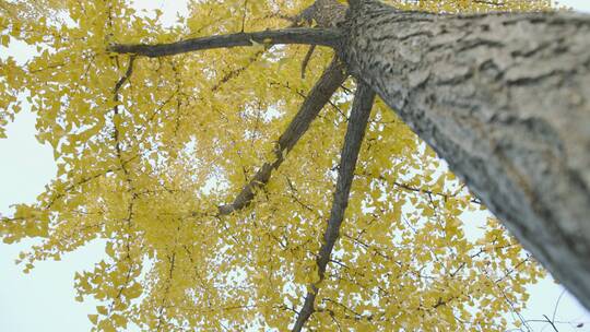 金秋银杏树美景空境视频素材模板下载
