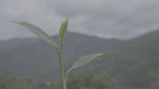 茶叶特写视频素材模板下载