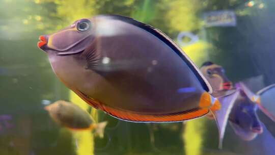 海缸水族馆海水鱼深海鱼海底世界