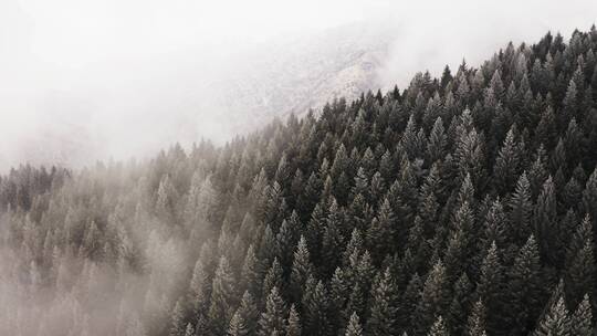 航拍森林雪山