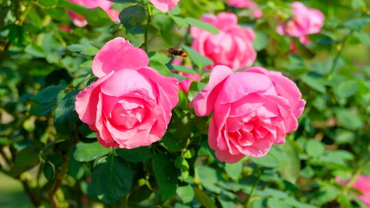 春天 玫瑰花 月季花 花朵 鲜花 花园 春天