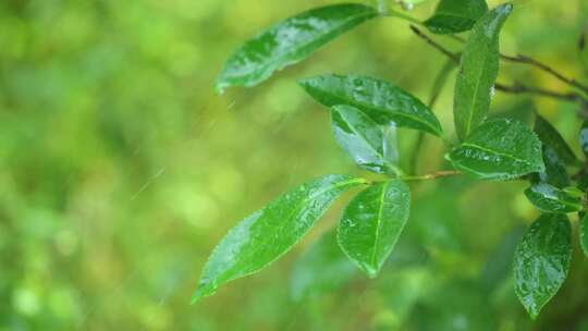 下雨天树叶雨水滴叶子茶树雨水雨滴茶叶特写