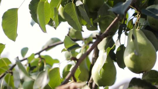 绿色梨树摄影运动