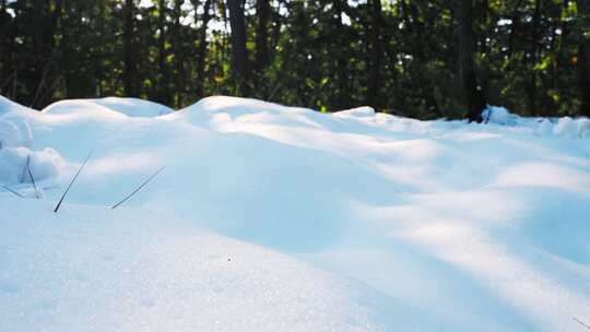 雪地下雪雪天森林松林盖雪视频素材模板下载
