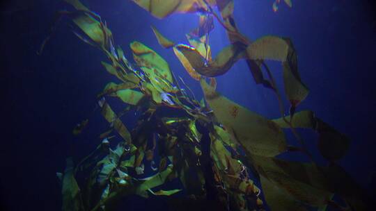 水下的海藻