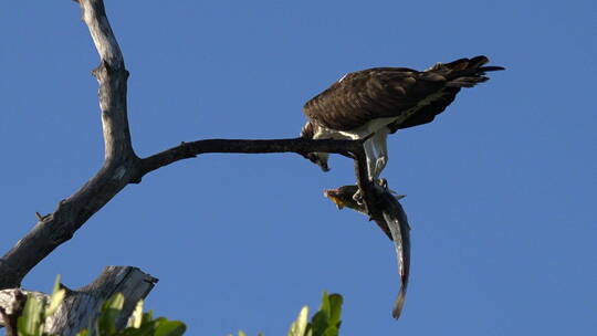 一只鱼鹰在树枝上吃鱼