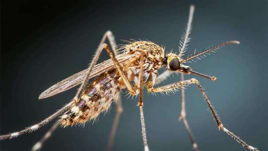 微距特写蚊子素材