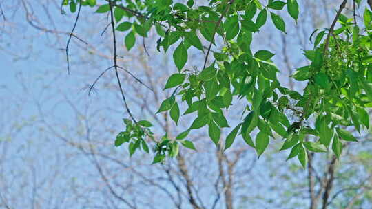 小清新夏日唯美空镜头 立夏 夏至