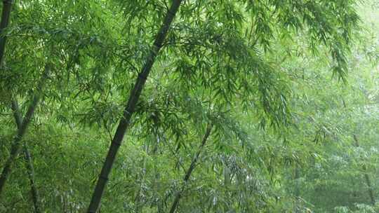 下雨天竹林景观特写，竹节挺拔竹叶繁茂