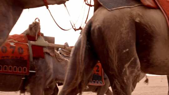 敦煌沙漠骆驼视频素材模板下载