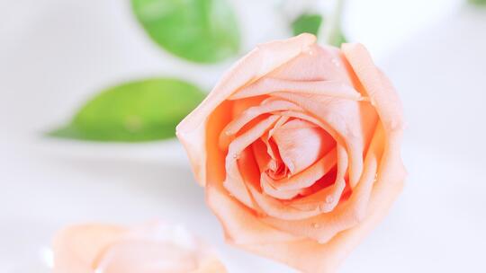 玫瑰与漂浮的花瓣唯美美妆素材