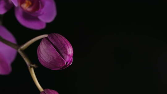 盛开的兰花的延时摄影