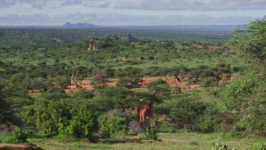 Giraffe，Safari，森林，肯尼