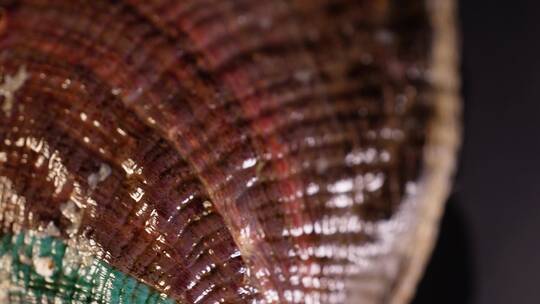 生鲜鲍鱼壳甲壳贝类视频素材模板下载