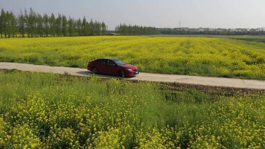 上海 崇明岛 汽车 旅拍 风景 树林视频素材模板下载