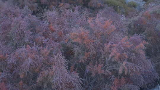 新疆秋天沙漠植被4K120帧素材