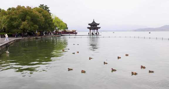 杭州西湖湖滨公园春天鸳鸯栖息合集