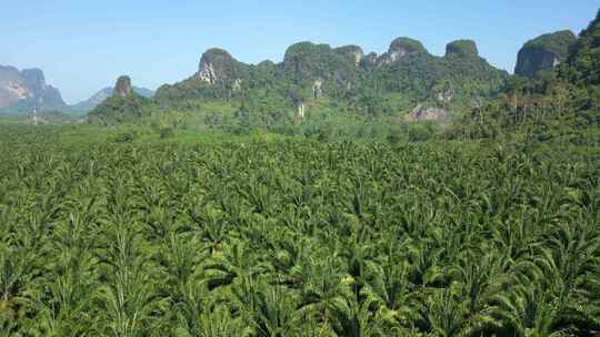泰国风景优美的甲米省棕榈油种植园的天线