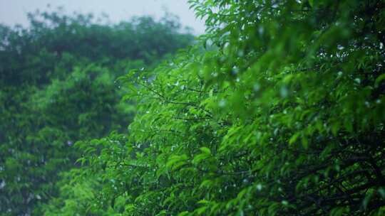 下雨绿叶雨景夏季梅雨季节