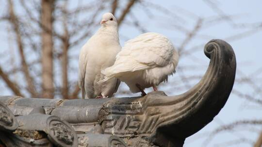 两只白鸽停在中国古代建筑的屋顶上视频素材模板下载