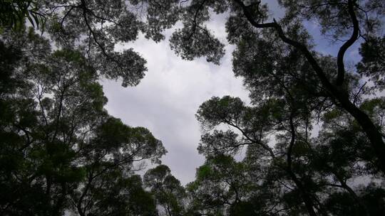 大自然植物树枝树叶视频素材模板下载