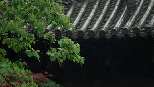 108 杭州 寺庙 古建筑 下雨天 屋檐 树枝