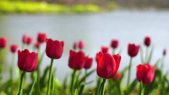 春天湖水边低视角的郁金香花朵特写