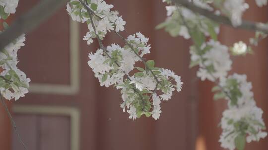 故宫花开 梨花