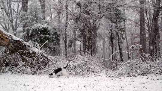 小狗，狗，跑步，下雪