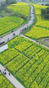 广安岳池现代农业园区油菜花海竖屏航拍