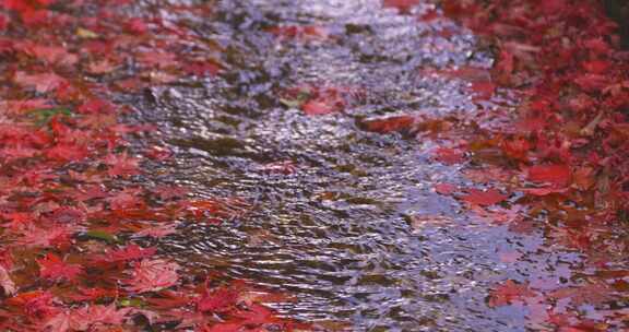 树叶 秋天 落叶 小溪 溪水