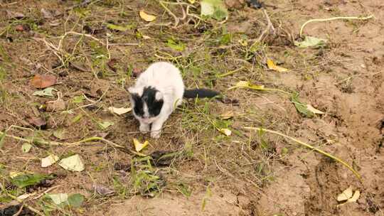 四川成都白天猫咪在草地上玩耍