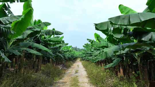 香蕉树林种植