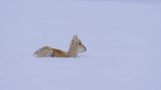 雪中的黄羊 蒙古原羚