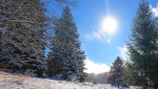 冬天树林雪地松树